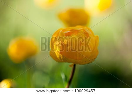 Close up of yellow globeflower 