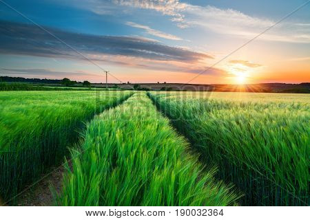 Barley Field In Cornwall