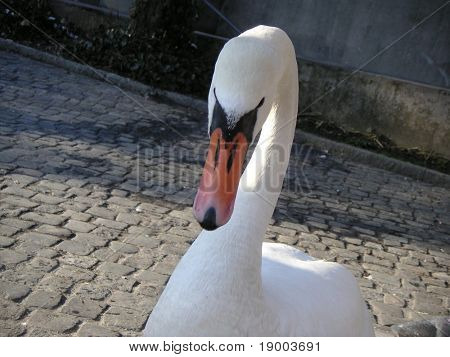 Swan