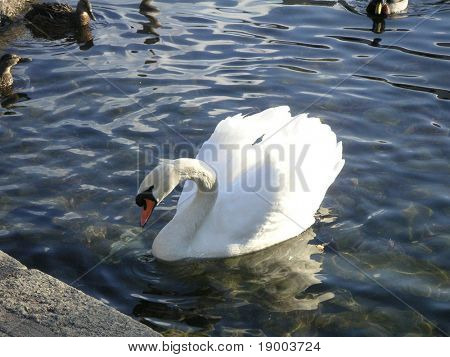 Swan