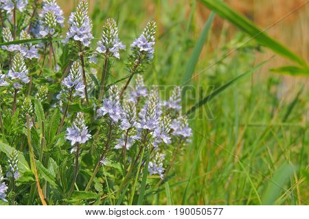 The Flowers In The Field