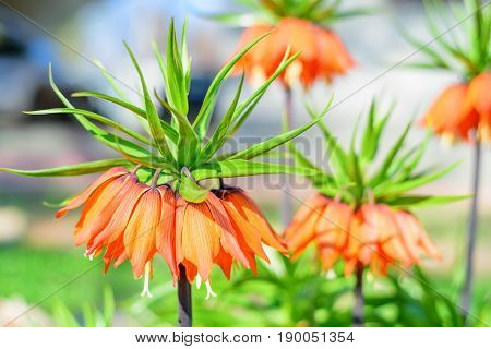 Flower of beautiful orange crown imperial or Fritillaria imperialis