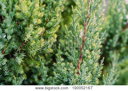 Close-up of juniper tree with young leaves