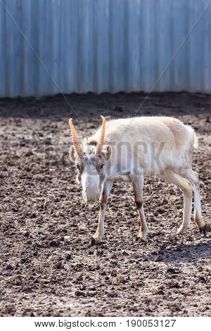 Male saiga or Saiga tatarica in winter coloration