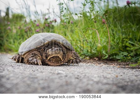 Snapping turtle on a road near a ditch line.