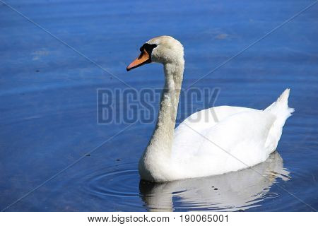 white swan, bird, water, pond, spring, may, Poland