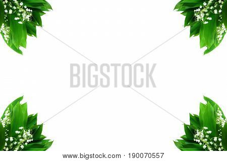 Lily of the valley nature background wallpaper green bloom spring season summer white green color flora botany