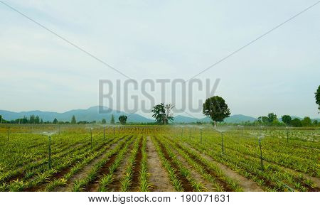 Pineapple agriculture. Rural field on farm land in summer. Tropical plants growth. Outdoor landscape with natural view.