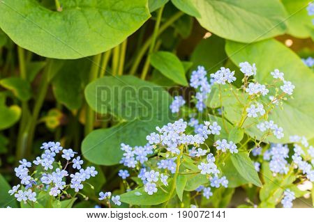 Decorative garden plant with small blue flowers. Studio Photo