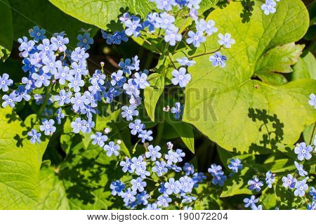 Decorative garden plant with small blue flowers. Studio Photo