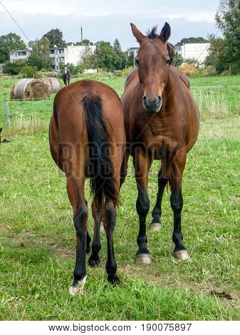 two brown horses on the green meadow