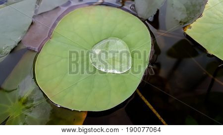 water drop on lotus leaf and background