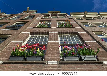 building exterior with large windows and blooming tulips in the flowerpot in Amsterdam