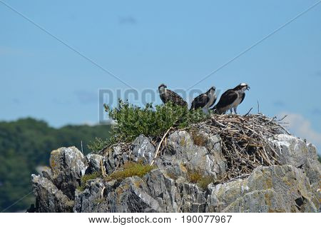 Large rock with an osprey nest and three ospreys in it.