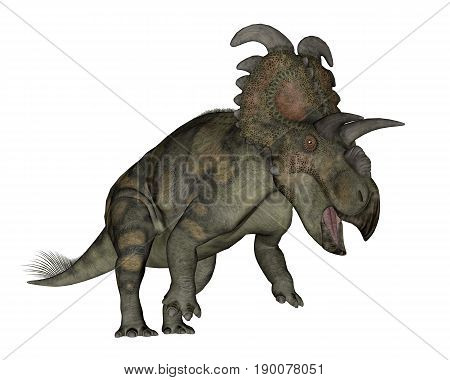 Albertaceratops dinosaur roaring isolated in white background - 3D render