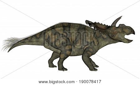 Albertaceratops dinosaur walking and roaring isolated in white background - 3D render
