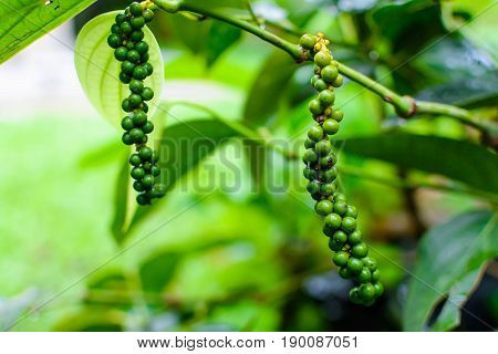 Close Up Raw Pepper Plant Nature