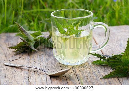 Fresh Spring Nettle. Suitable For Salad, Tea Or Use In Cosmetics