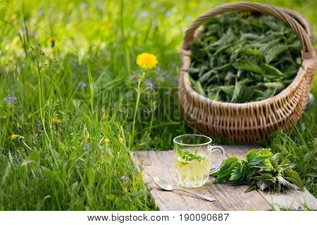 Fresh Spring Nettle. Suitable For Salad, Tea Or Use In Cosmetics