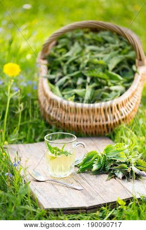 Fresh Spring Nettle. Suitable For Salad, Tea Or Use In Cosmetics