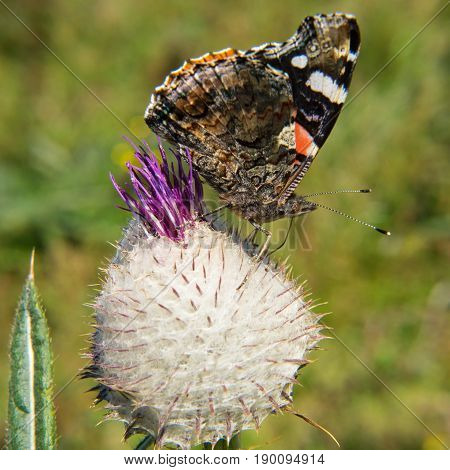 Colorful butterfly on the flower small tortoiseshell vanessa cardui