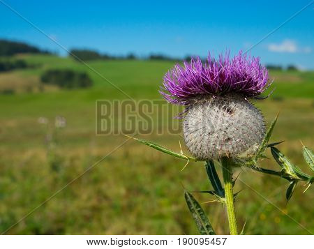 Purple thistle on the meadow, flower detail
