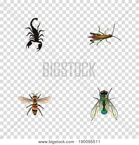 Realistic Wasp, Locust, Poisonous And Other Vector Elements. Set Of Bug Realistic Symbols Also Includes Beetle, Housefly, Locust Objects.