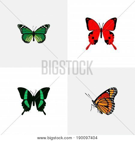 Realistic Beauty Fly, Milkweed, Sangaris And Other Vector Elements. Set Of Butterfly Realistic Symbols Also Includes Malachite, Tropical, Fly Objects.