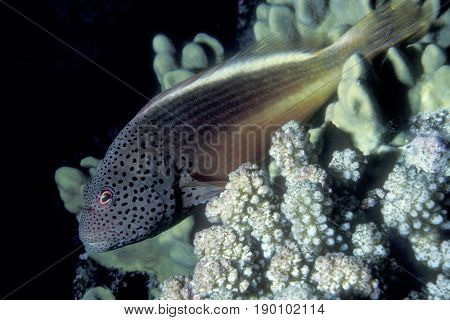 A Black-sided Hawkfish, (Paracirrhites forsteri) sits motionless on a coral reef at the Kwajalein Atoll in the Pacific