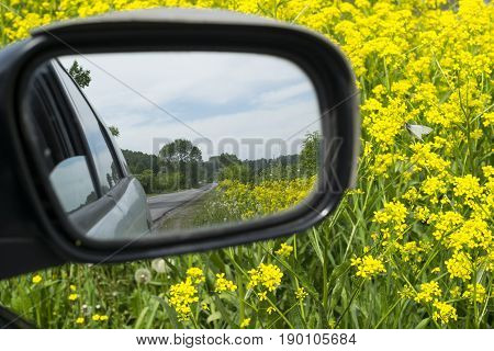 a view of the flowery field, through the car mirror