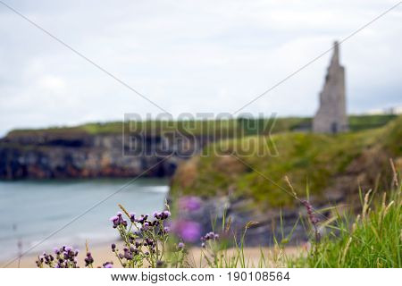 scenic view with thistle at beach cliffs and castle of ballybunion beach county kerry ireland