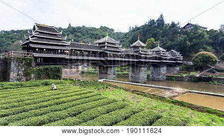 Tea Plantation And Chengyang Wind And Rain Bridge