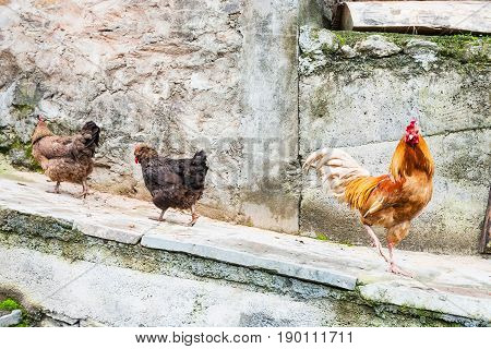Red Cock And Two Hens On A Village Street