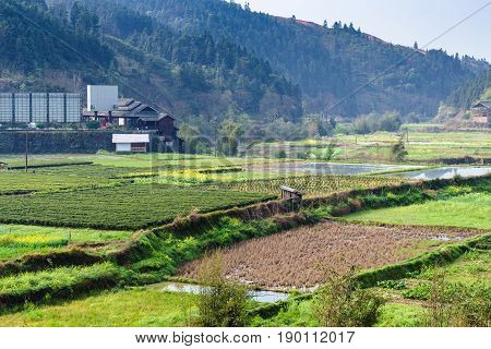 Wet Rice Fields And Tea Plantation In Chengyang