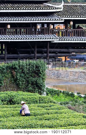 Picker On Tea Plantation And Chengyang Bridge