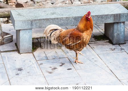 Red Hen On Street In Chengyang Village
