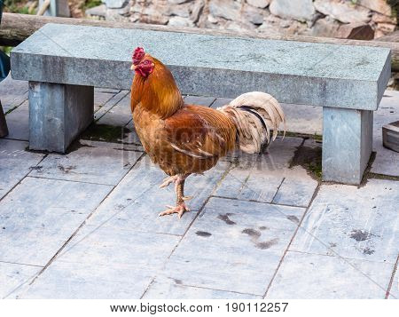 Red Chicken On Street In Chengyang Village