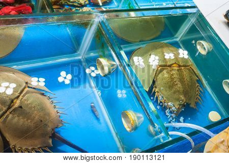 Horseshoe Crabs In Market In Guangzhou City