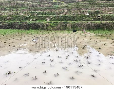 Ducks In Water On Rice Paddy Field In Of Dazhai