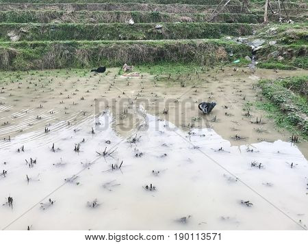 Ducks In Water On Rice Field In Of Dazhai