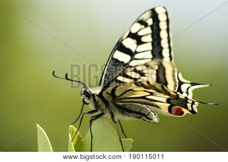 butterfly in the nature green forest habitat