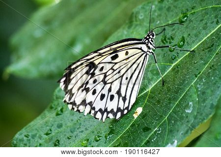 Butterfly In The Nature Green Forest Habitat