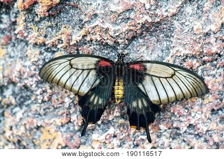 Butterfly In The Nature Green Forest Habitat