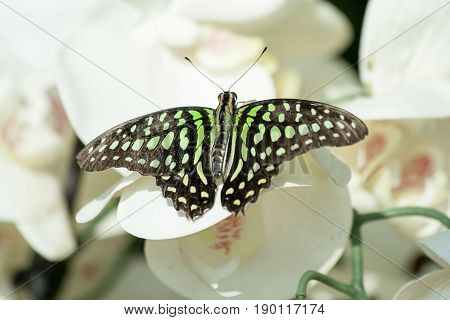 Butterfly In The Nature Green Forest Habitat