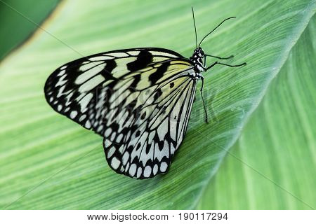 Butterfly In The Nature Green Forest Habitat