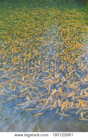 Adult amber trout fish in an artificial pond. School of fish in trout farm. Bright yellow and orange fish. Breeding of trout for food industry.