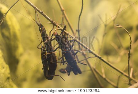 Close Up On Peruvian Black Stick Insect Peruphasma Schultei