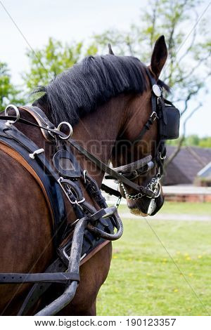 Portrait Of Horse Pulling Carriage In Summer