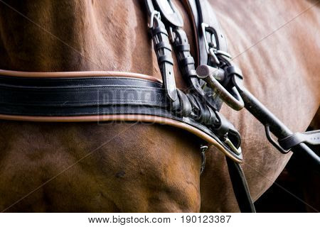 Close Up Of Horse Drawn Carriage Tack
