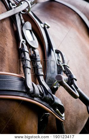 Close Up Of Horse Drawn Carriage Tack